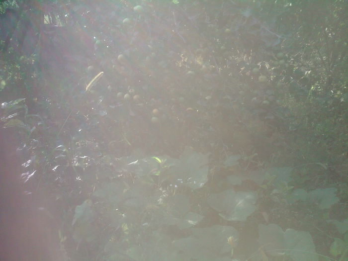 mar de toamna - Productie 2014