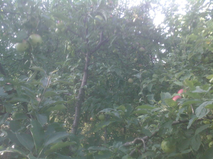 mar de vara - Productie 2014