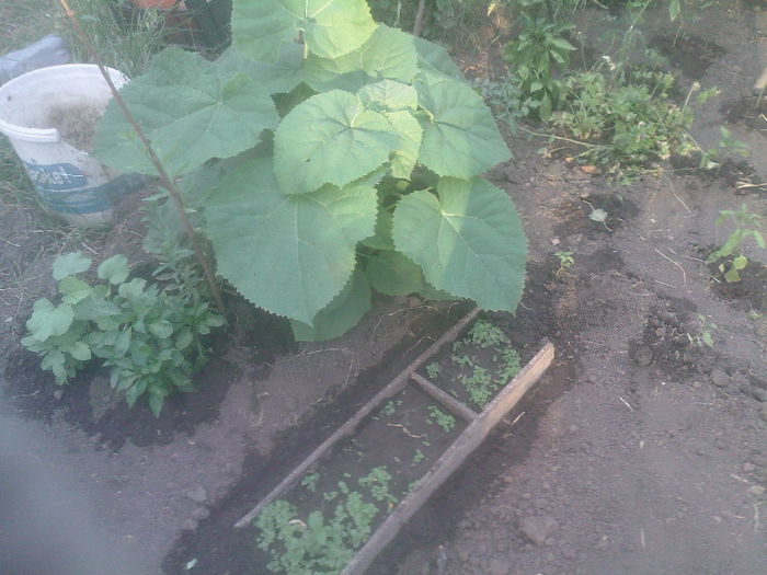 paulownia mare/mica - Productie 2014