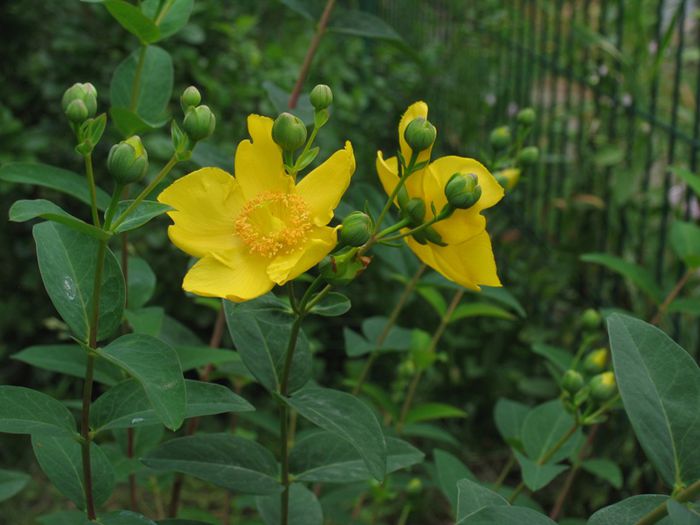 hypericum