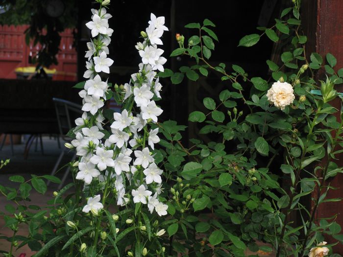 Campanula Alba