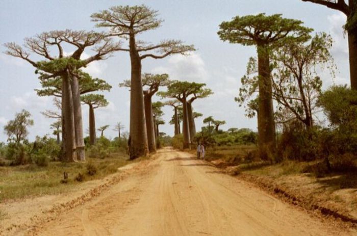 slide_245495_15418 - Aleea Baobabilor - Madagascar