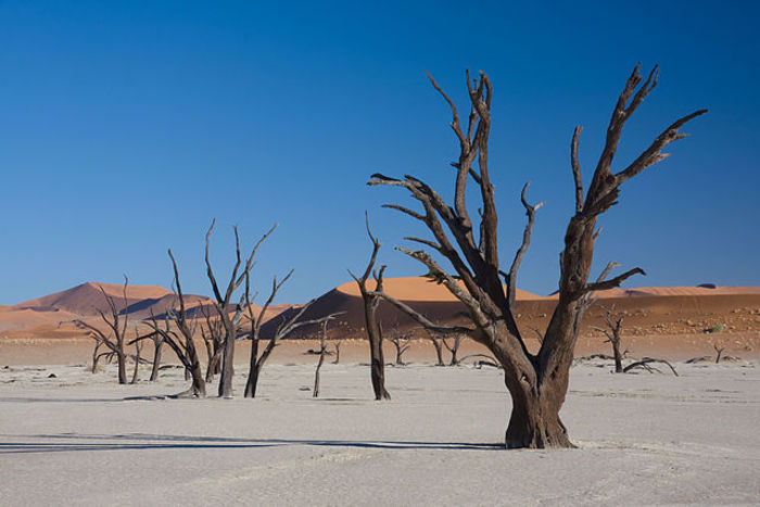 slide_245495_15420 - Padurea Deadvlei - Namibia