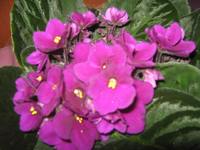 Picture My plants 737