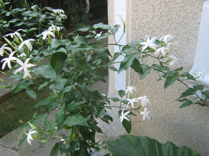 Picture My plants 747; Iasminum Azoricum
