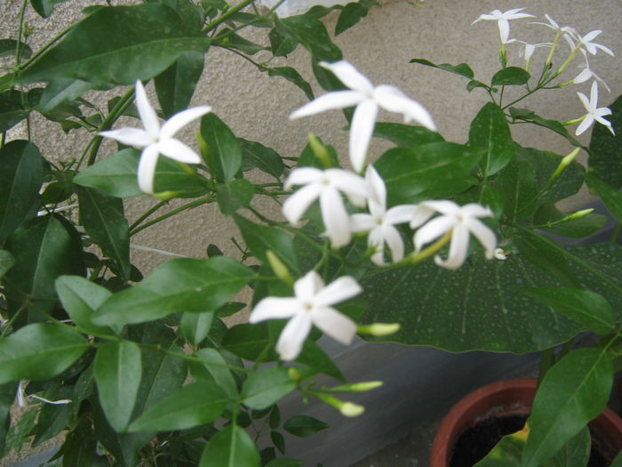 Picture My plants 729