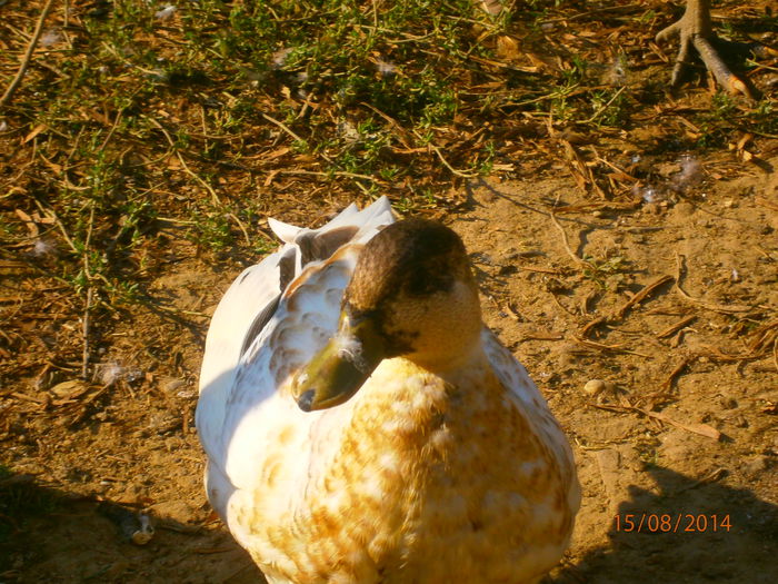 femela 2013 ajunsa la dan georgescu