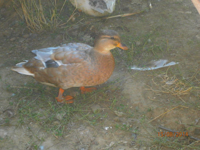 mama bobocilor (matca) 2013