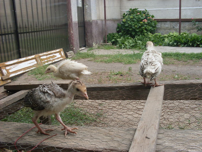 SDC12216 - Curcan de casa