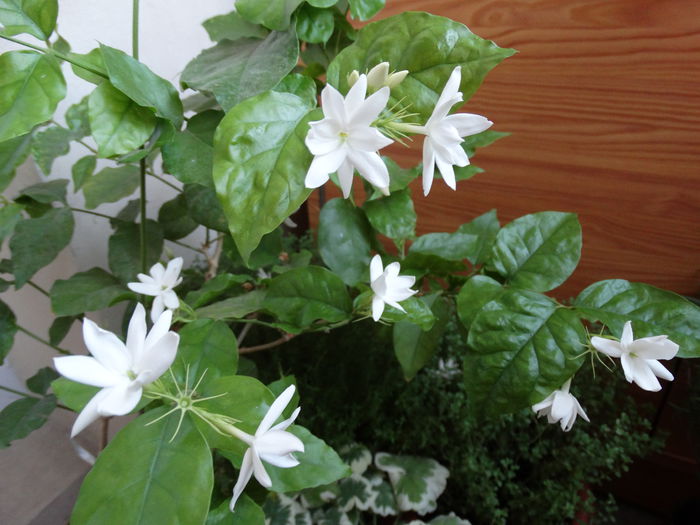 DSC01007 - Jasminum