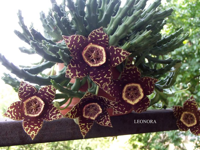 stapelia variegata 1 - Cactusi si suculente