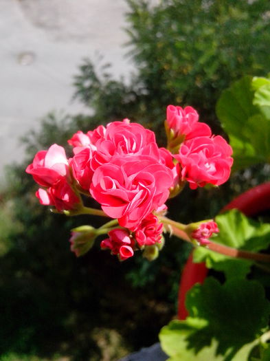 muscata pink rambler - FLORI 2014