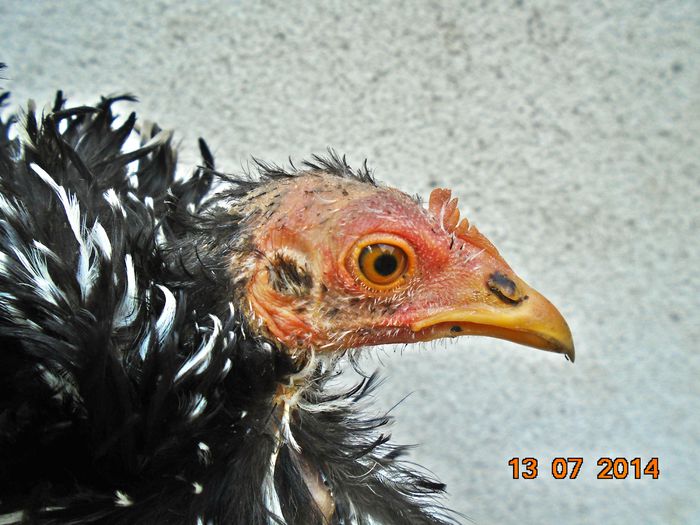 Cochinchina pitic frezat 2014 - Cochinchina pitic bobat