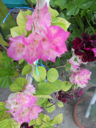 DSCN6794