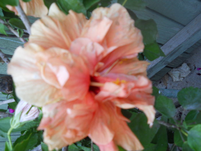 DSCN6796