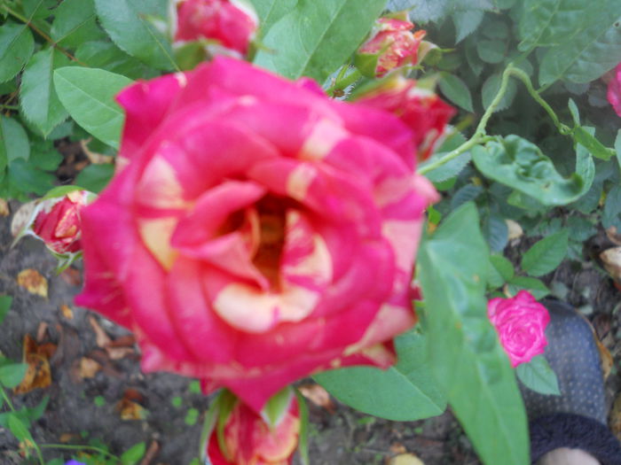 DSCN6802