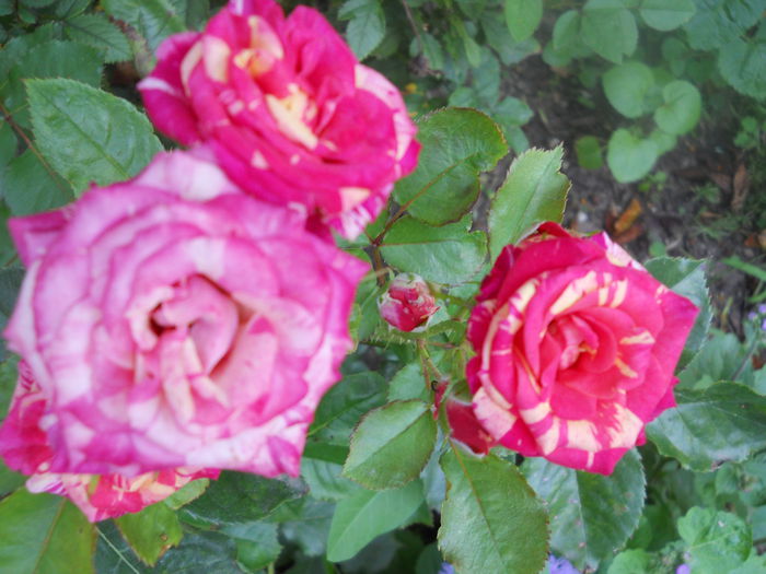 DSCN6803
