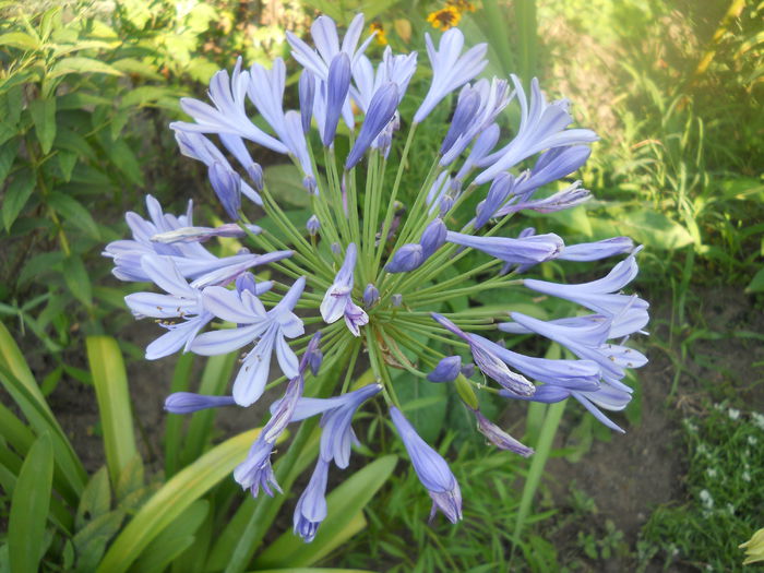 DSCN6807