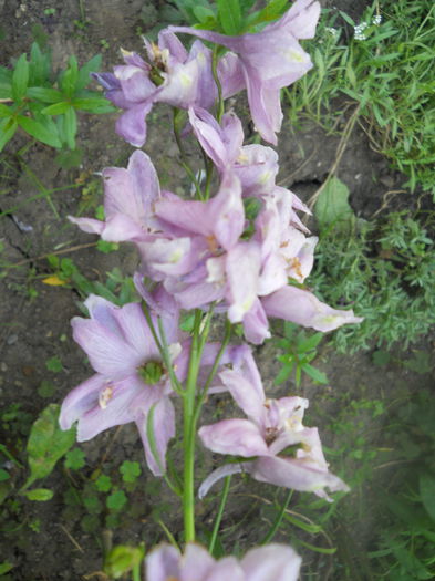 DSCN6812