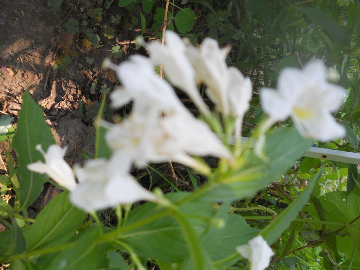 DSCN6822