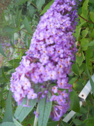 DSCN6823