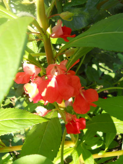 DSCN6845