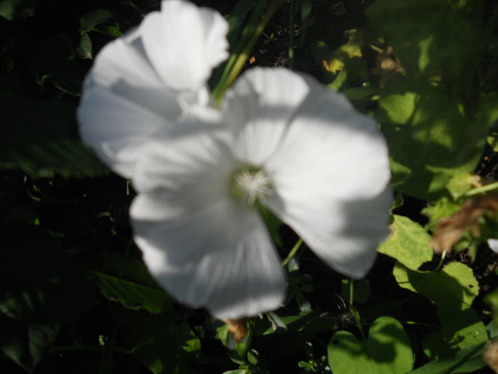 DSCN6846