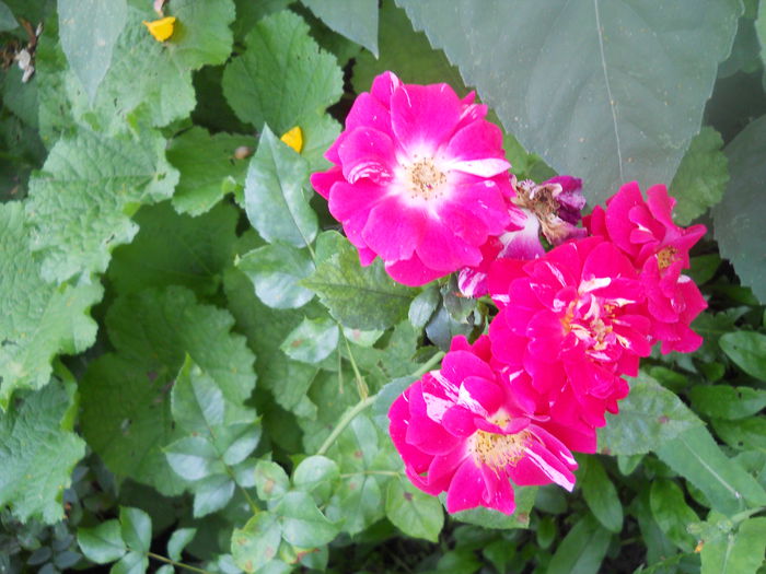 DSCN6853