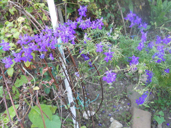 DSCN6862