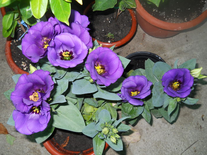 DSCN6872