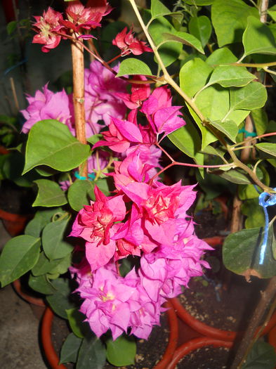 DSCN6876