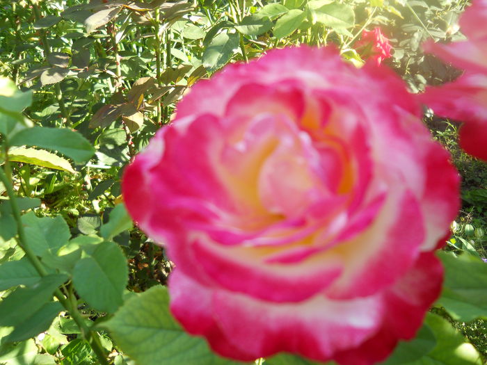 DSCN6829