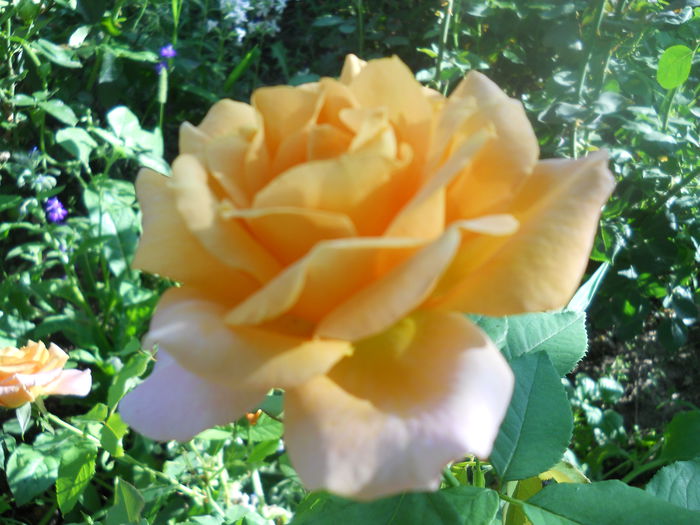DSCN6835