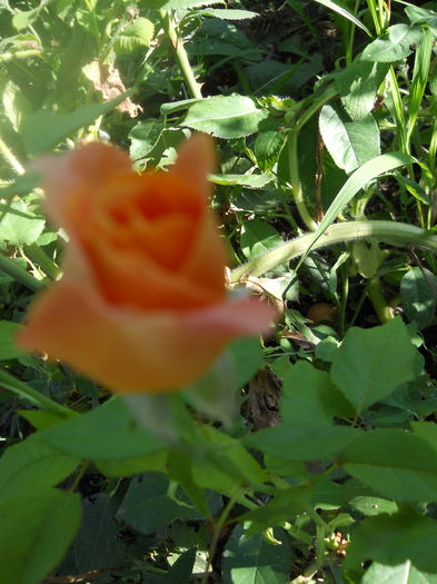 DSCN6837