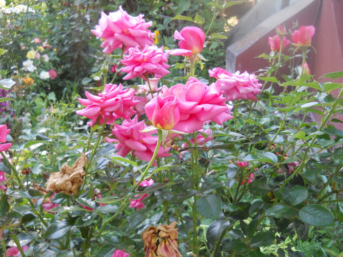 DSCN6838
