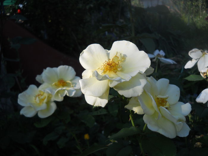 DSCN6847
