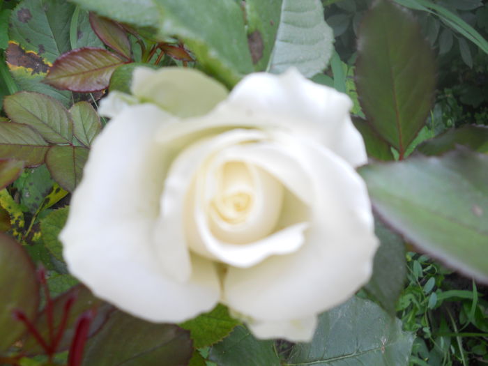 DSCN6849
