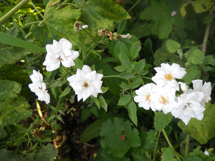 DSCN6854