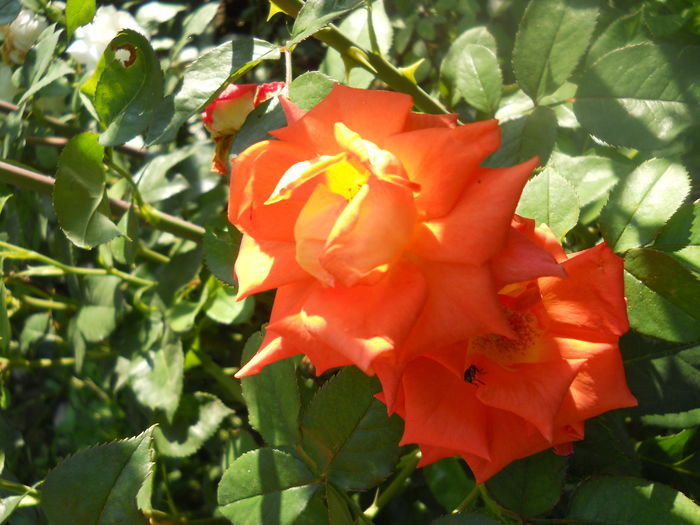 DSCN6859
