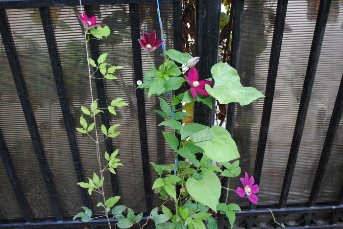 clematis Sunset