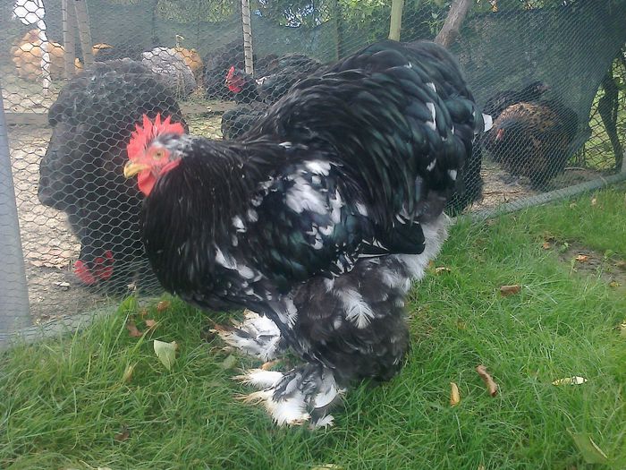 Fotografie1141; 6 luni
