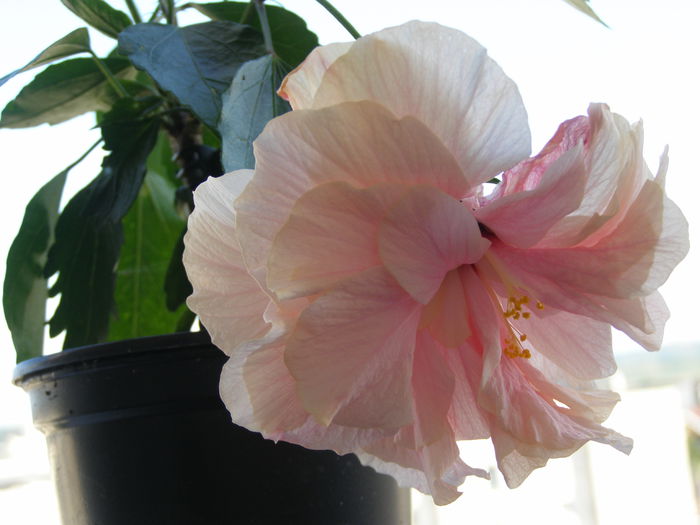 P8160038; Multumesc, Mery
