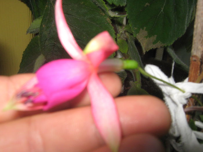 Picture My plants 711; cercelus
