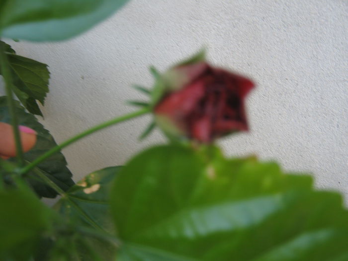 Picture My plants 714; Hibiscus clasic red
