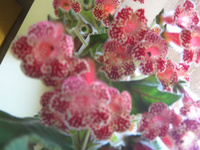 Picture My plants 727 - Florile in luna august 2014
