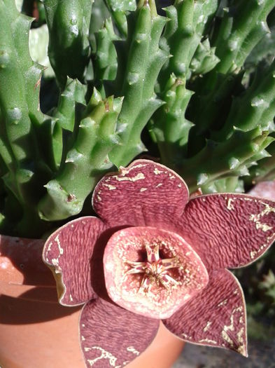 Fotografie-0037 - h2014 august