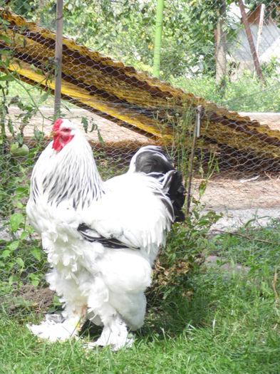 062 - gaini Brahma herminat deschis