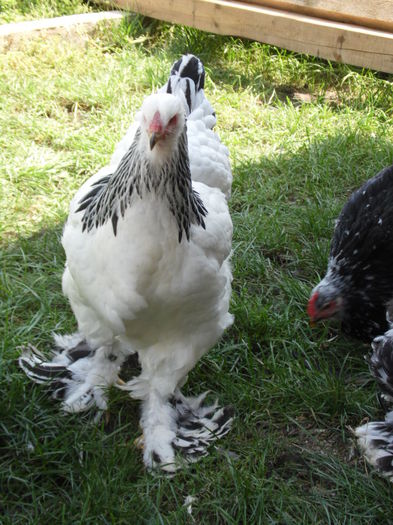 023 - gaini Brahma herminat deschis