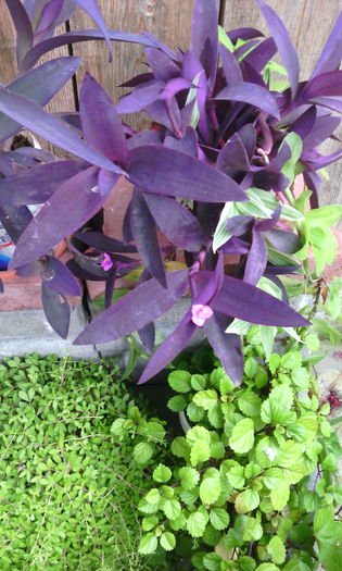 IMG_20140816_124722 - tradescantia