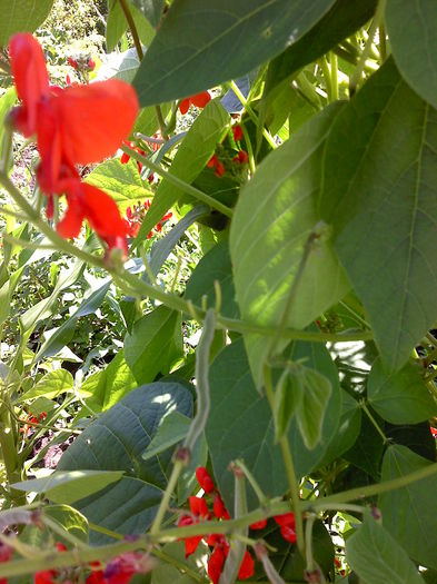 P040714_13.16 - fasole urcatoare cu floare rosie